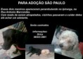 Fred e Barney - ADOTADOS